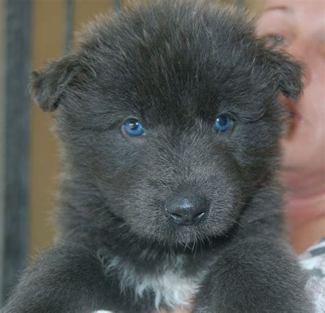 Blue bay shepherd puppy. Things To Know About Blue bay shepherd puppy. 